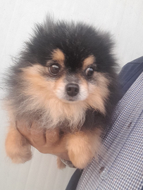 Pomerania black and tan