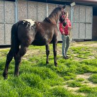 Cavalli appaloosa femmina