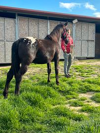 Cavalli appaloosa femmina