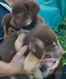 Cuccioli di cane