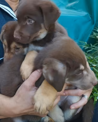 Cuccioli di cane