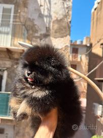 Spitz di Pomerania nana femmina