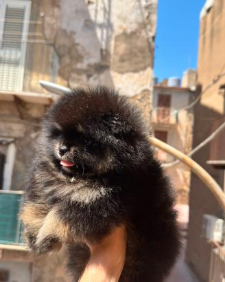 Spitz di Pomerania nana femmina
