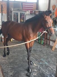 Cavallino