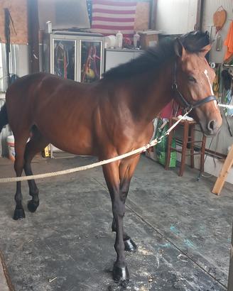 Cavallino