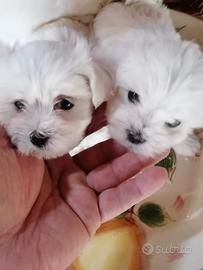 Maltesi coreani