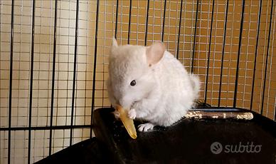 Cucciolo di cincillà