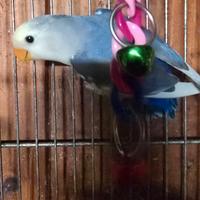 Inseparabili.giovanj