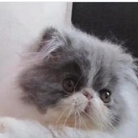 Gatto persiano maschio