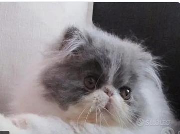 Gatto persiano maschio da riproduzione