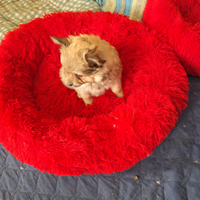 Cuccioli di volpino spitzen tedesco