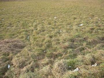Terreno di 4560 m² a Capannori