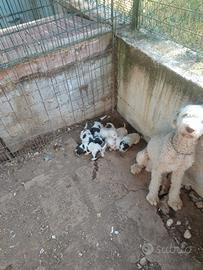 Cuccioli di lagotto romagnolo