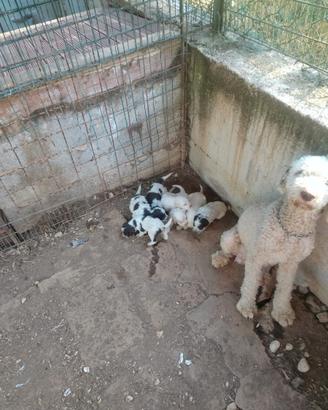 Cuccioli di lagotto romagnolo