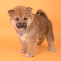 Shiba Inu femmina Rossa