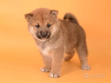 Shiba Inu femmina Rossa