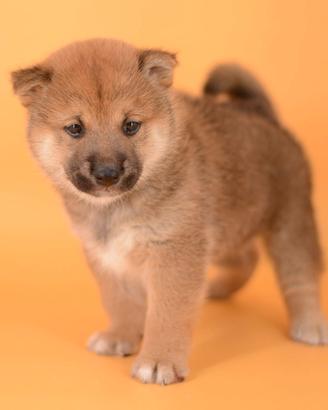 Shiba Inu femmina Rossa