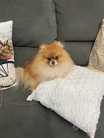 Spitz tedesco nano maschio per monta