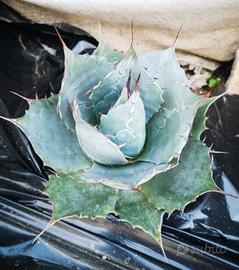 Pollini di agave potatorum