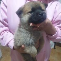 Cuccioli taglia grande