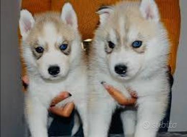 Husky