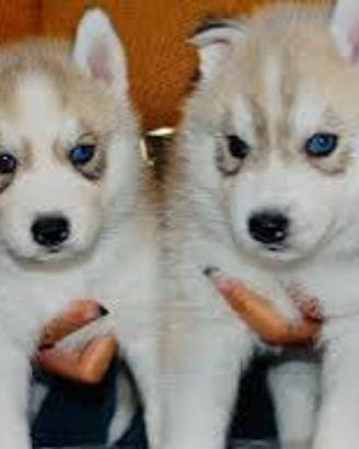 Husky