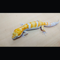 Gechi leopardini Diablo Blanco e sunglow Amber eye