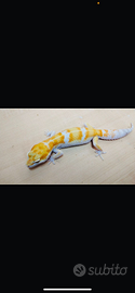 Gechi leopardini Diablo Blanco e sunglow Amber eye