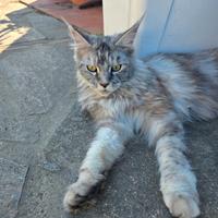 Maine coon femmina per accoppiamento