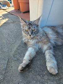 Maine coon femmina per accoppiamento