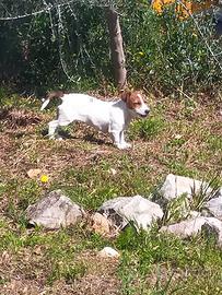 Cuccioli Jack Russell