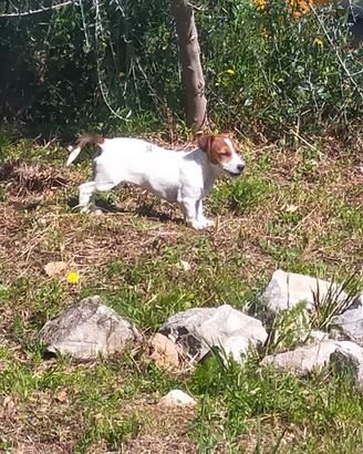 Cuccioli Jack Russell