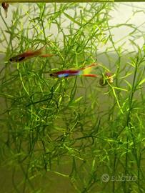 Guppy endler
