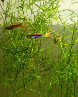 Guppy endler