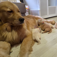 Golden retriver linea americana