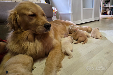 Golden retriver linea americana