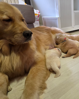 Golden retriver linea americana