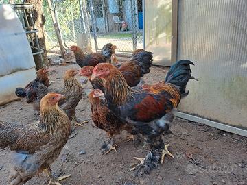 Galline ornamentali