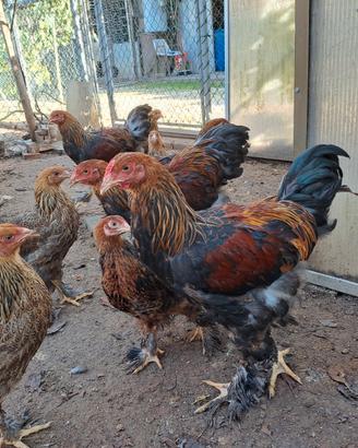 Galline ornamentali