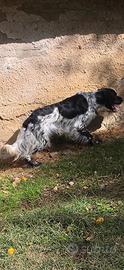 Setter inglese