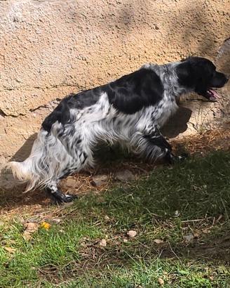 Setter inglese