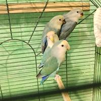 Coppia inseparabili riproduttiva con o senza figli