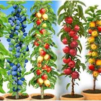 alberetti nani da frutto 