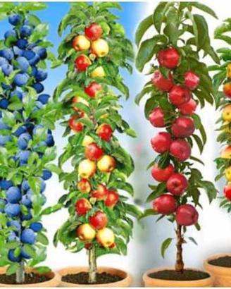 alberetti nani da frutto 