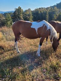 Cavalla paint