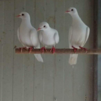 Tortore bianche