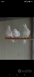 Tortore bianche