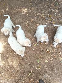 Cuccioli pastore maremmano abbruzese