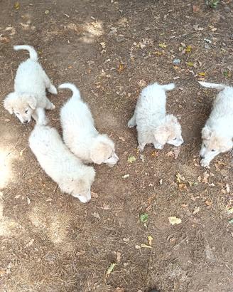 Cuccioli pastore maremmano abbruzese