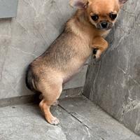 Chihuahua